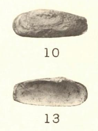 Pl. II, fig. 10-13