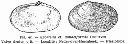 Fig.42 - Sportella cf. donaciformis Glibert, M. (1936)
