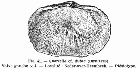 Fig.41 (valve droite) - Sportella cf. dubia