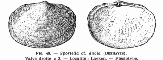 Fig.40 (valve droite) - Sportella cf. dubia