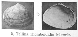 Fig.5b - Tellina rhomboidalis