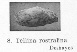 Fig.8 - Tellina rostralina