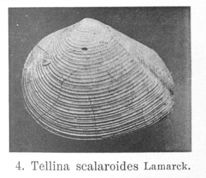 Fig.4 - Tellina scalaroides