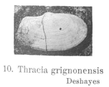 Fig.12a - Thracia grignonensis