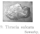 Fig.9 - Thracia sulcata
