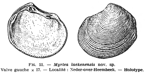 Fig.51 Thyasira wemmelensis Glibert M. (1936)