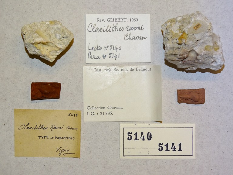 IRSNB 05140-5141 (Clavilithes ravni) Label