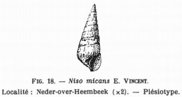 Fig.18 - Niso micans