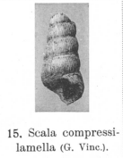 Fig.15 - Scala compressilamella