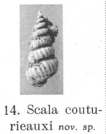 Fig.14 - Scala couturieauxi