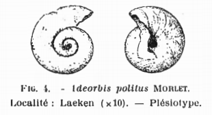 Fig.4 Adeorbis politus