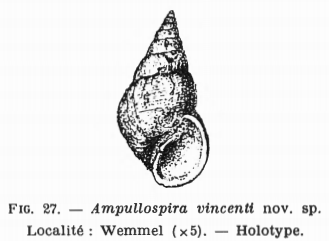 Fig.27 - Ampullospira vincenti