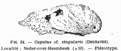 Fig.24 Capulus cf. singularis