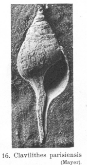Fig.16 - Clavilithes parisiensis