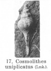 Fig.17 - Cosmolithes uniplicatus