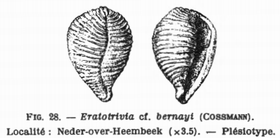 Fig.28 - Eratotrivia cf. bernayi