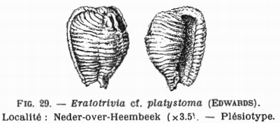 Fig.29 - Eratotrivia cf. platystoma