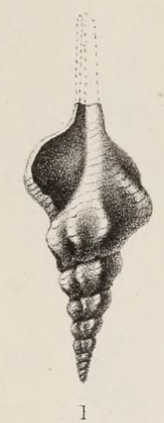 Fig.1 - Fusus crockaerti