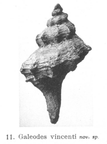 Fig.11 - Galeodes vincenti