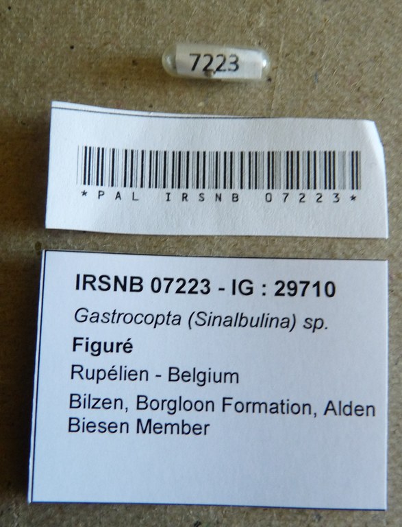 IRSNB 07223 - Gastrocopta (Sinalbulina) sp.