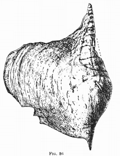 Fig.26 - Hippochrenes amplus