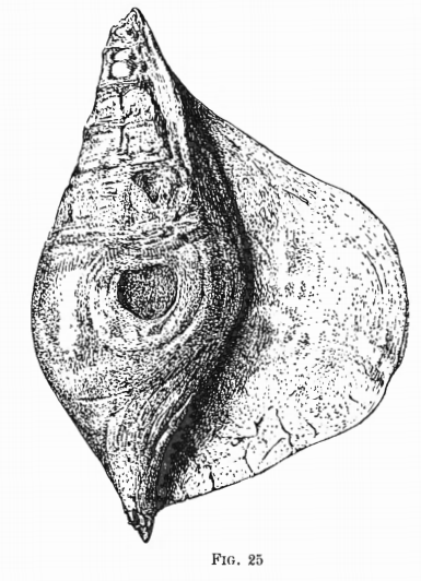 Fig.25 - Hippochrenes amplus