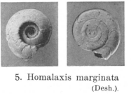 Fig.5 Homalaxis marginata