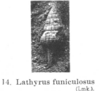 Fig.14  - Lathyrus funiculosus