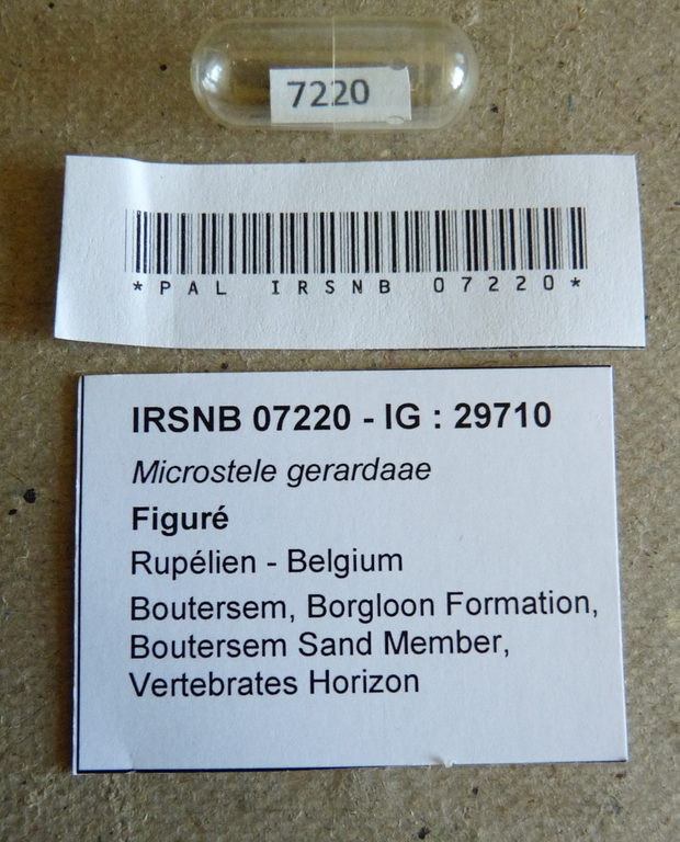 IRSNB 07220 - Microstele gerardae Karnekamp, 1990 Labels
