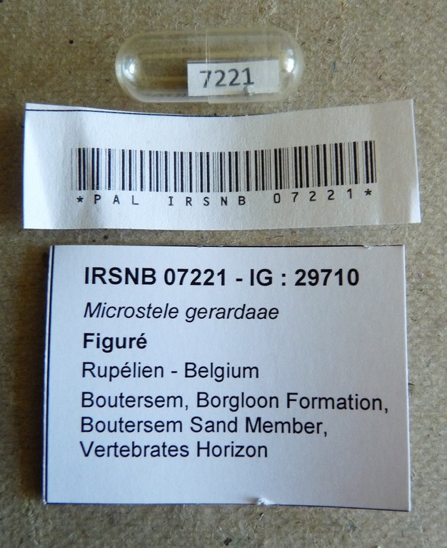 IRSNB 07221 - Microstele gerardae Karnekamp, 1990 Labels