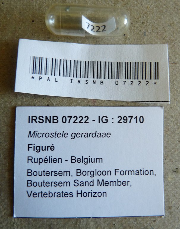 IRSNB 07222 - Microstele gerardae Karnekamp, 1990 Labels
