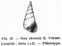 Fig.19 - Niso obesula