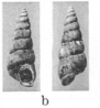Fig.10b - Opalia laevigata