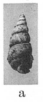 Fig.10a - Opalia laevigata (1938)
