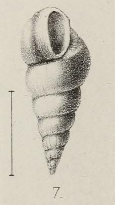 Fig.7 - Opalia laevigata (1872)