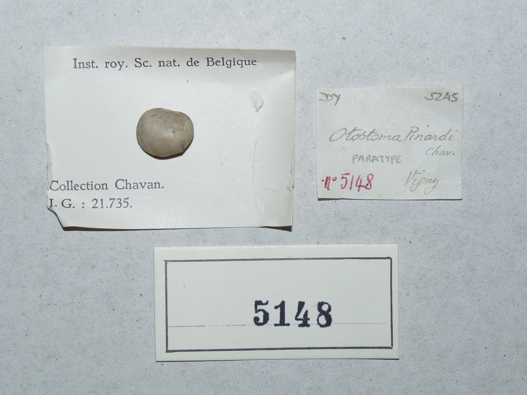 IRSNB 05148 (Otostoma pinardi) Labels