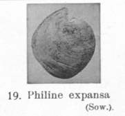 Pl. III, fig. 19