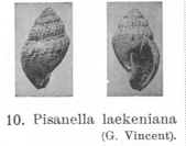 Fig.10 - Pisanella laekeniana