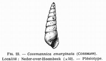 Fig.23 Pyramidella emarginata