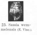 Fig.7 - Sassia wemmelensis