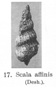 Fig.17 Scala affinis