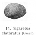 Fig.14 - Sigaretus clathratus