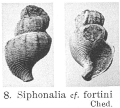 Fig.8 - Siphonalia fortini Chédeville