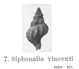 Fig.7 - Siphonalia vincenti
