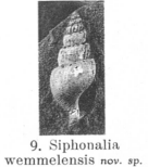 Fig.9 - Siphonalia wemmelensis
