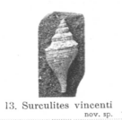 Fig.13 - Surculites vincenti