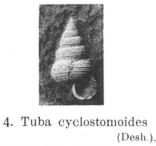 Fig.4 Tuba cyclostomoides