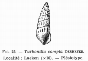 Fig.22 Turboniella compta