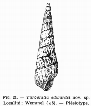 Fig.21 - Turboniella edwardsi