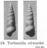 Fig.19 - Turboniella edwardsi
